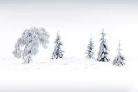 Dennebomen in de sneeuw