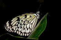 Monarchvlinder (IdeaLeuconoe)1