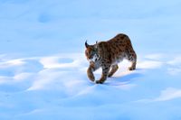Lynx in het Beierse Woud