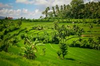 Rijstvelden Bali