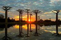 Zonsondergang bij de Baobab Allee