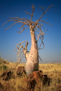 Bijzondere boom in de woestijn