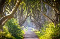 Dark Hedges