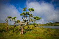 Azores juniper