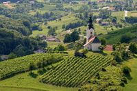 Wijngebied in Sloveni&euml;