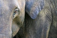 Sri Lankaanse olifant