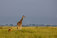 Giraffe in het Murchison Falls N.P.