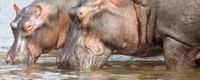 Nijlpaarden in het Murchison Falls N.P.