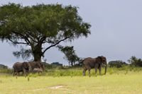 Olifanten in het Murchison Falls N.P.