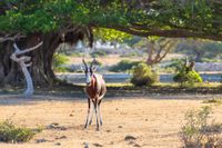 Bontebok in de Hoop Nature reserve