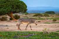 Zebra, de Hoop nature reserve