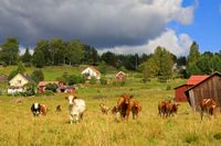 Koeien in Dalarna